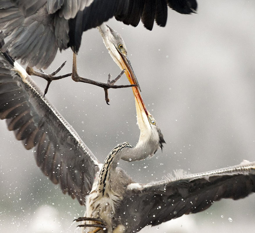 摄影师抓拍两只苍鹭空中抢食罕见瞬间