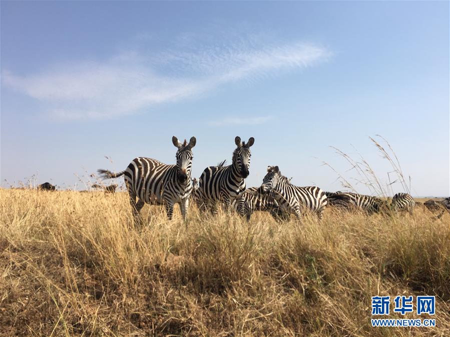 （晚报）（1）马赛马拉大草原上的动物们