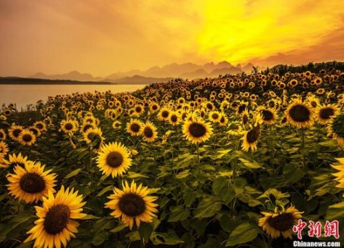资料图：向日葵