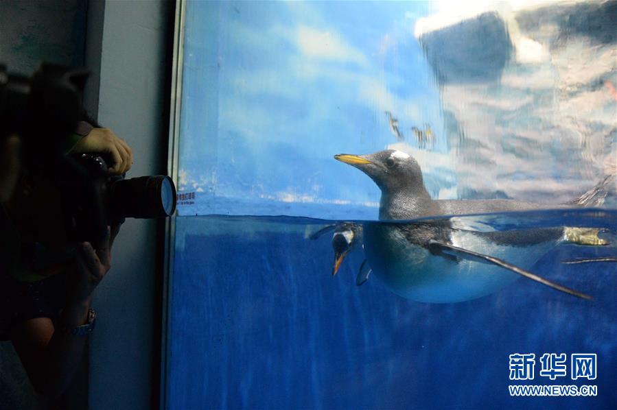 （晚报）（2）南极企鹅的爽爽&ldquo;伏天&rdquo;