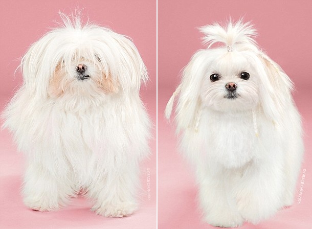 天壤之别！美摄影师拍摄狗狗美容前后对比照（组图）【5】