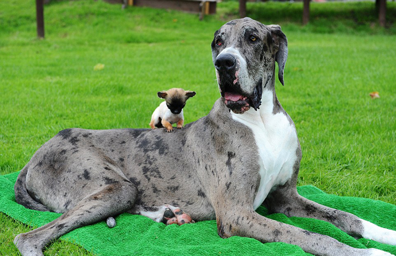 世界最高狗邂逅英国最小狗相处融洽 组图 新华网