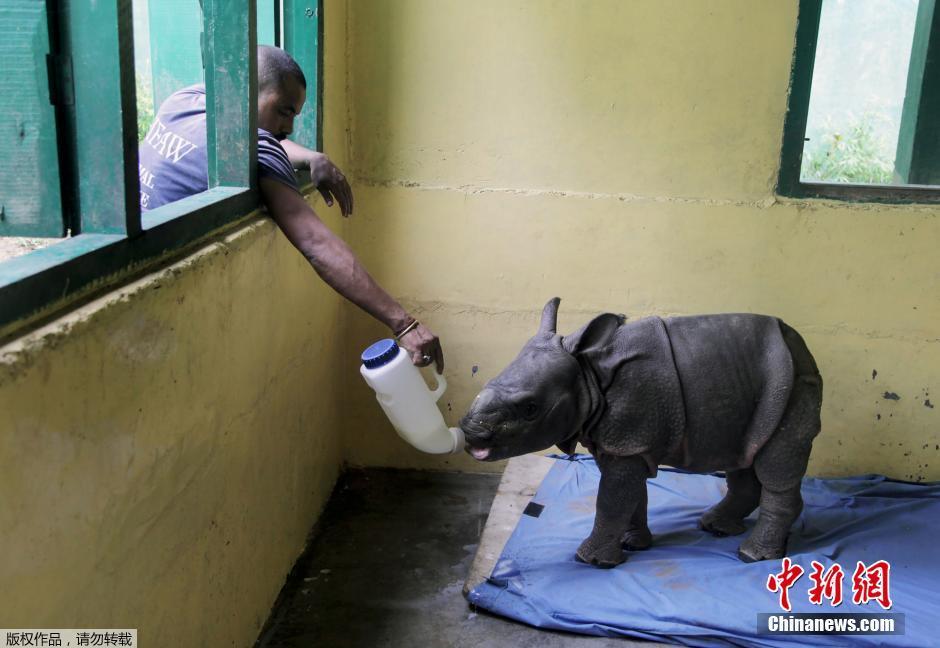 印度暴雨动物受灾 村民奋力营救珍稀独角犀牛