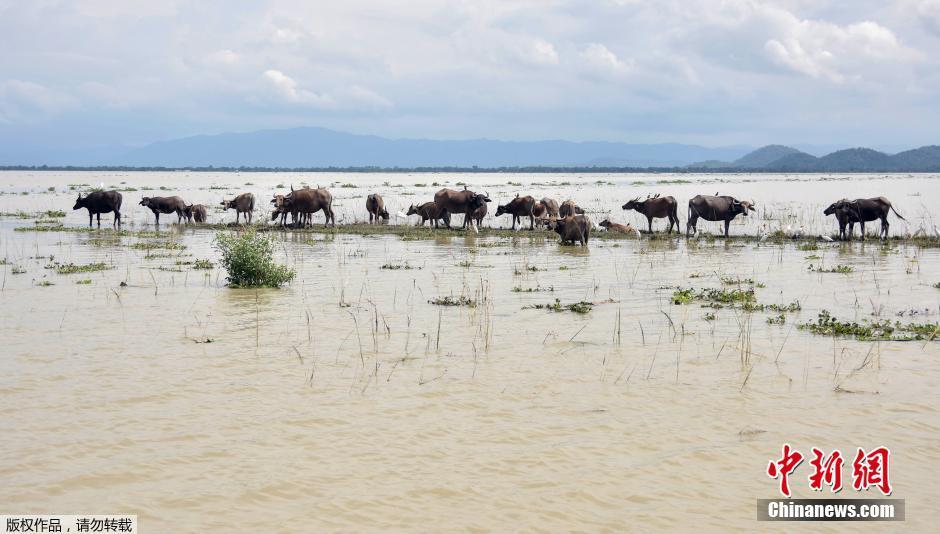 印度暴雨动物受灾 村民奋力营救珍稀独角犀牛