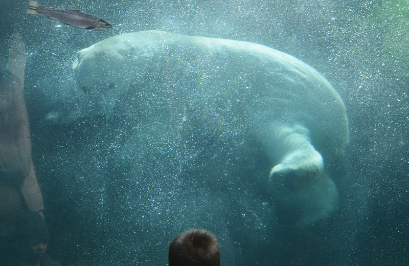 美4岁男孩与北极熊对视 画面温馨