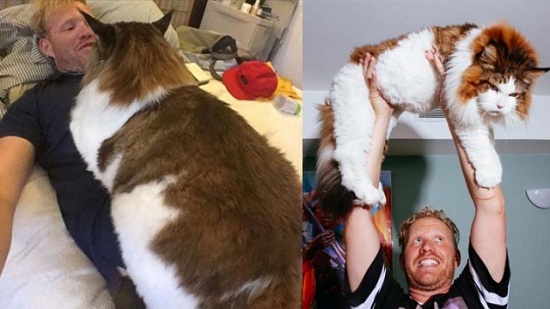 纽约“巨猫”体重近13公斤主人设擂台欢迎挑战