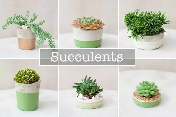 七夕怎么过?美国网友支招