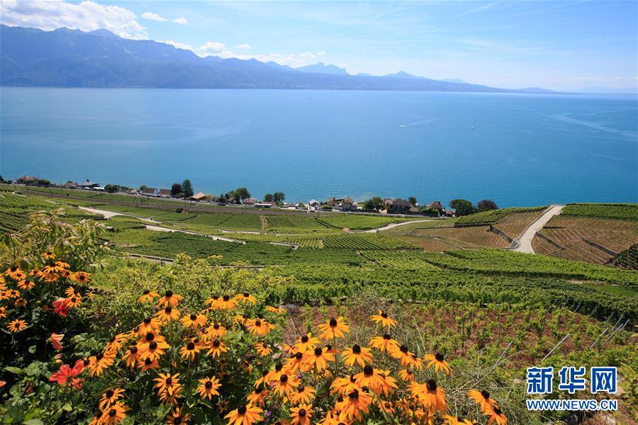 （国际）（2）瑞士拉沃夏之韵