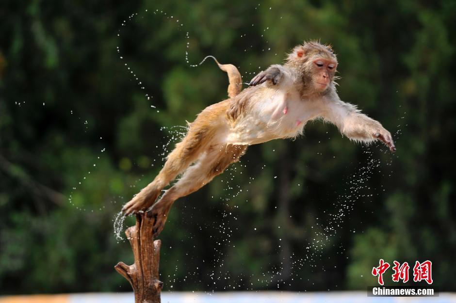 大圣树桩上玩高台跳水 场面堪称&ldquo;动物奥运会&rdquo;