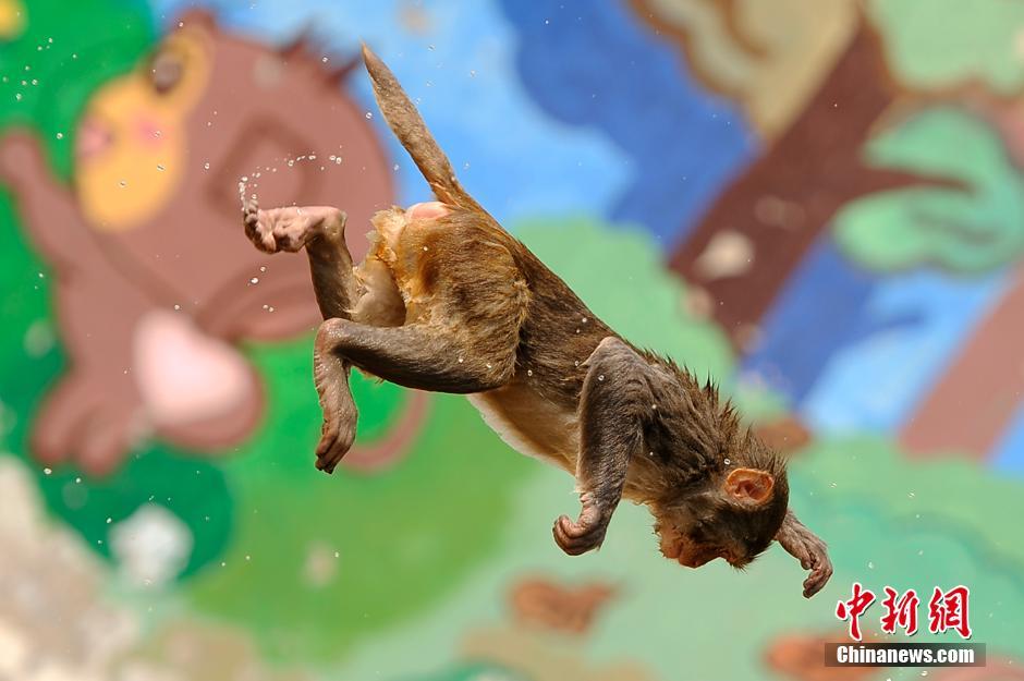 大圣树桩上玩高台跳水 场面堪称&ldquo;动物奥运会&rdquo;