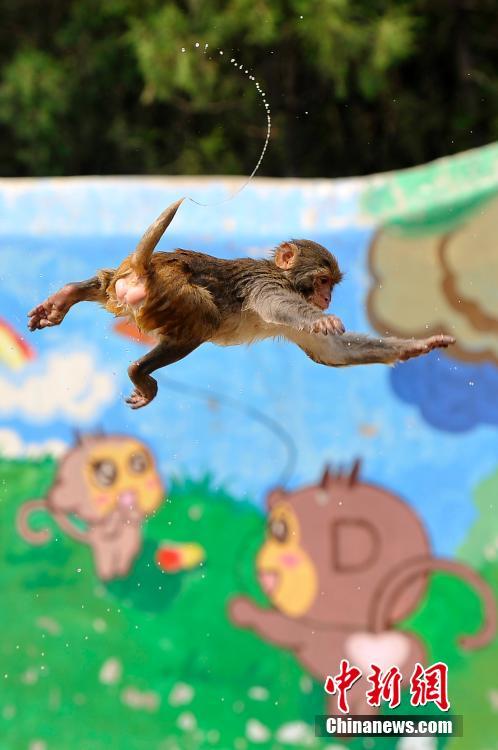 大圣树桩上玩高台跳水 场面堪称&ldquo;动物奥运会&rdquo;