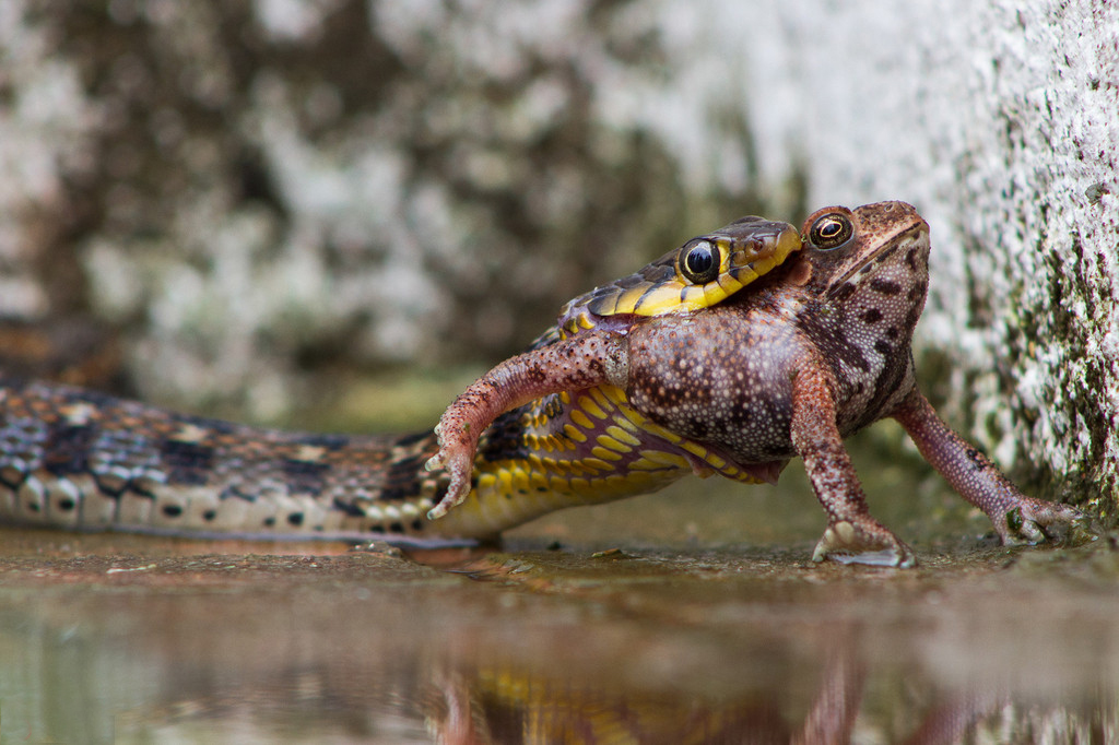 实拍印度游蛇捕食青蛙瞬间 场面残忍【2】