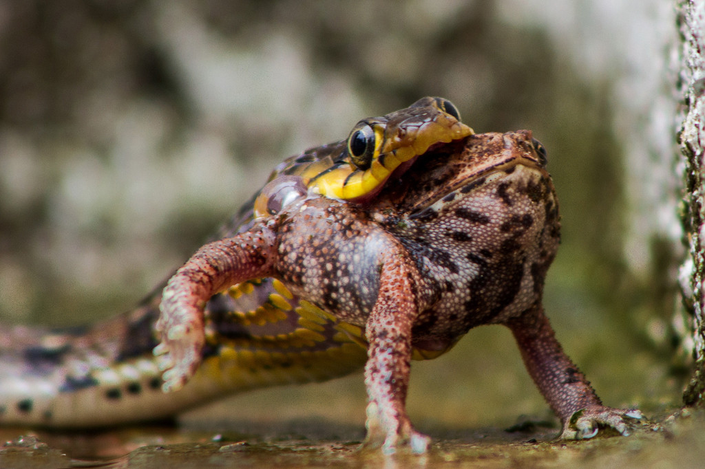 实拍印度游蛇捕食青蛙瞬间 场面残忍【3】