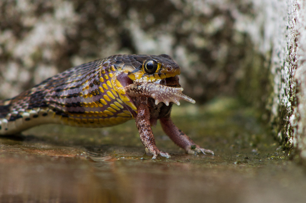 实拍印度游蛇捕食青蛙瞬间 场面残忍【4】
