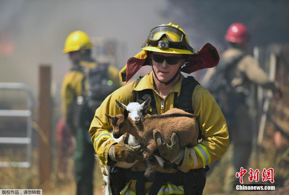 美国加州山火肆虐 消防员救出被困动物