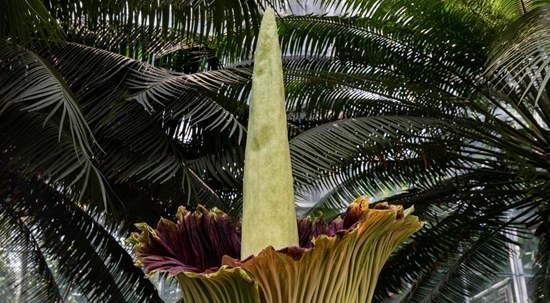 世界最大花朵在日本盛开气味奇葩如腐肉（组图）