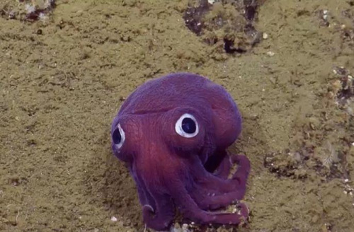 加州900米海底现&ldquo;大眼萌&rdquo;凸眼鱿鱼似卡通（图）