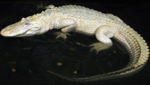 资料图：白色鳄鱼