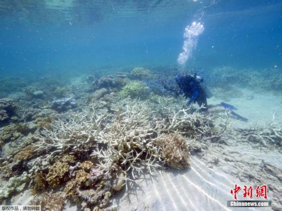 当地时间3月1日，位于澳大利亚昆士兰蜥蜴岛的研究站发布了大堡礁珊瑚加速白化的照片。据该研究站负责人称，所谓&ldquo;白化&rdquo;是由于气候变暖，给珊瑚虫提供营养的海藻死亡，而造成珊瑚群失去色彩而变白的现象。