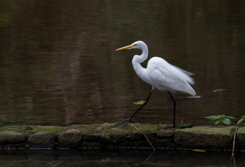 &ldquo;傲娇&rdquo;白鹭水渠漫步：蓑羽似垂丝顾影忙自怜（图）