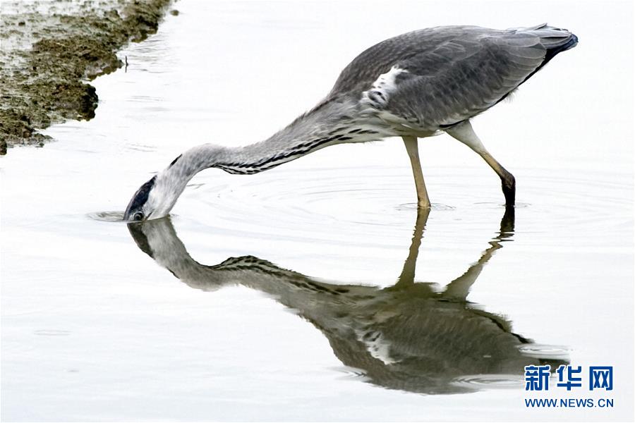 （XHDW）（1）新加坡的苍鹭