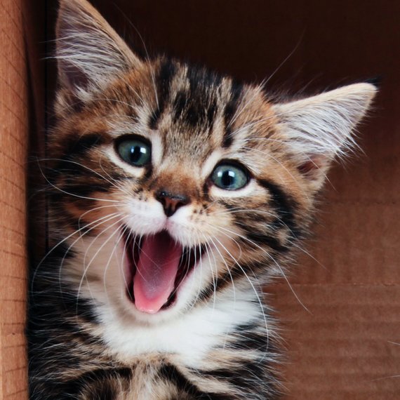 从熊猫饲养员到巧克力品尝师 哪些职业最令人羡慕？