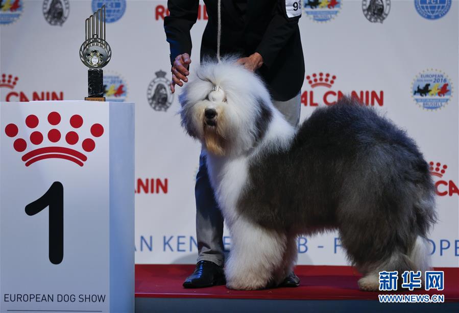 （国际）（2）2016欧洲狗展在布鲁塞尔举行