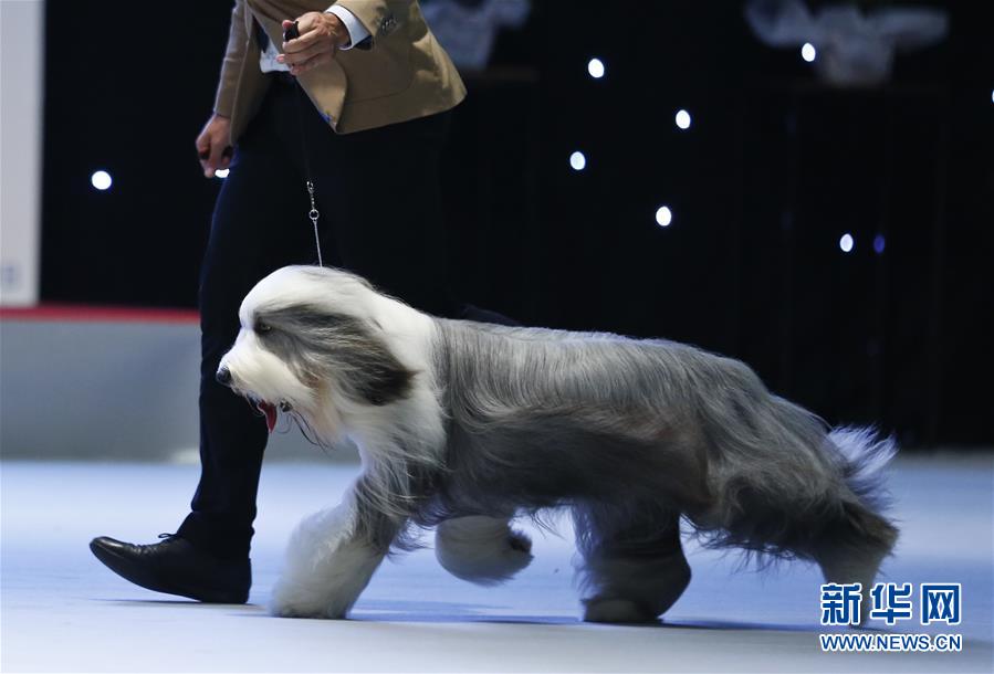 （国际）（4）2016欧洲狗展在布鲁塞尔举行