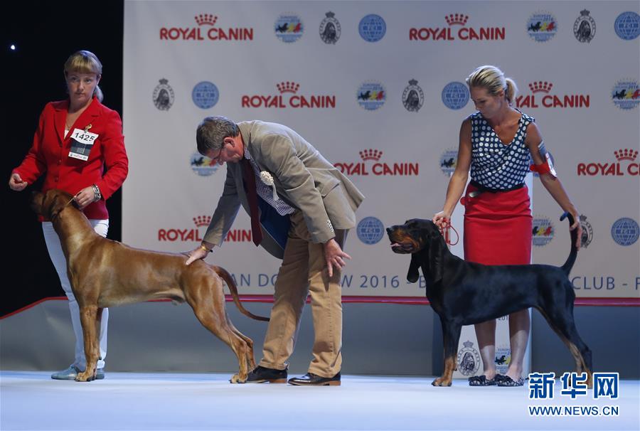 （国际）（3）2016欧洲狗展在布鲁塞尔举行