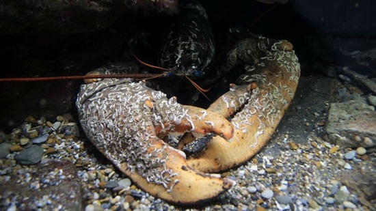 英国发现该国第二重龙虾或已50至70岁“高龄”