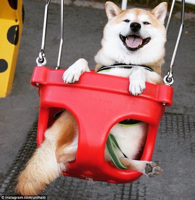 萌翻！日本柴犬荡秋千笑容灿烂