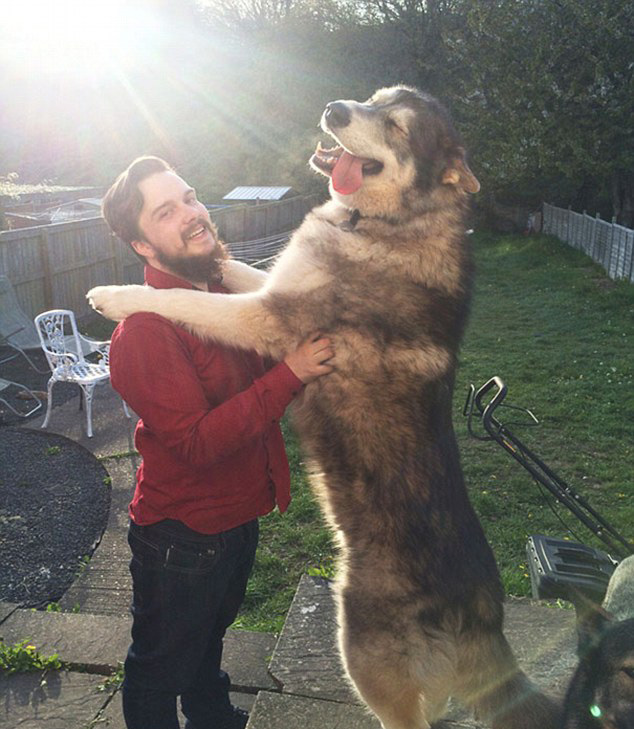 大身材狗狗撒娇卖萌 令人捧腹