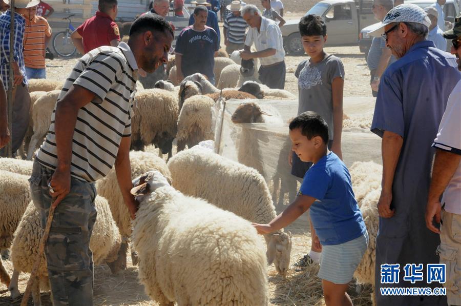 （XHDW）（1）宰牲节前的羊市场