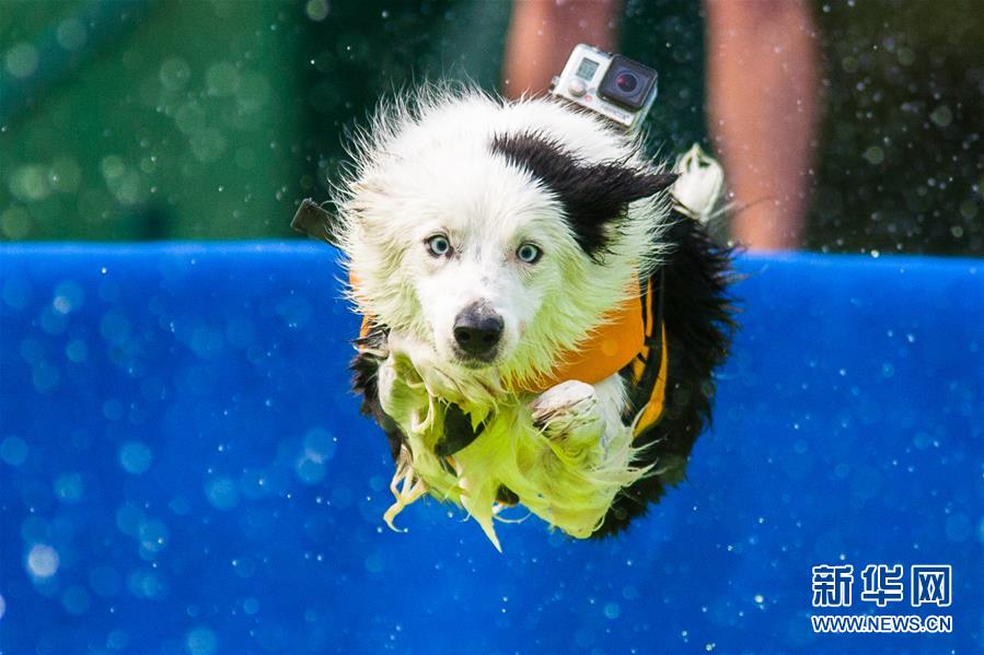 （体育）（2）精彩的狗跳水比赛