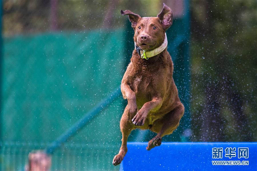 （体育）（3）精彩的狗跳水比赛