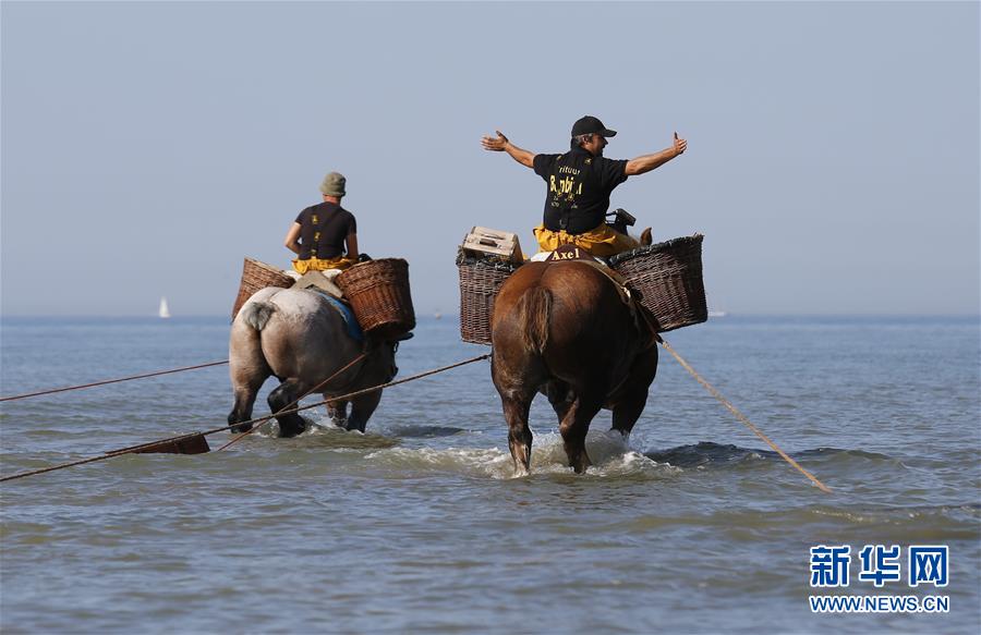 （晚报）（2）比利时渔民的非物质文化遗产&mdash;&mdash;骑马捕虾