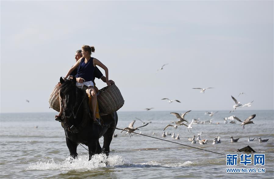 （晚报）（3）比利时渔民的非物质文化遗产&mdash;&mdash;骑马捕虾