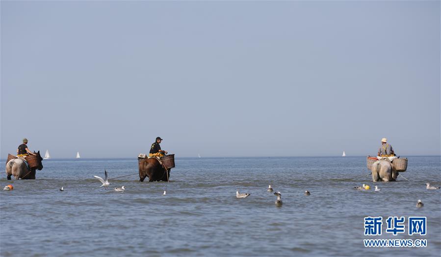（XHDW）（2）比利时渔民的非物质文化遗产&mdash;&mdash;骑马捕虾