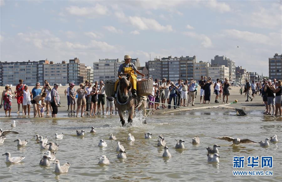 （XHDW）（3）比利时渔民的非物质文化遗产&mdash;&mdash;骑马捕虾
