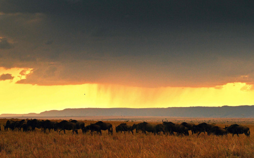 东非平原上演动物大迁徙百万大军&ldquo;天堂之渡&rdquo;（图）