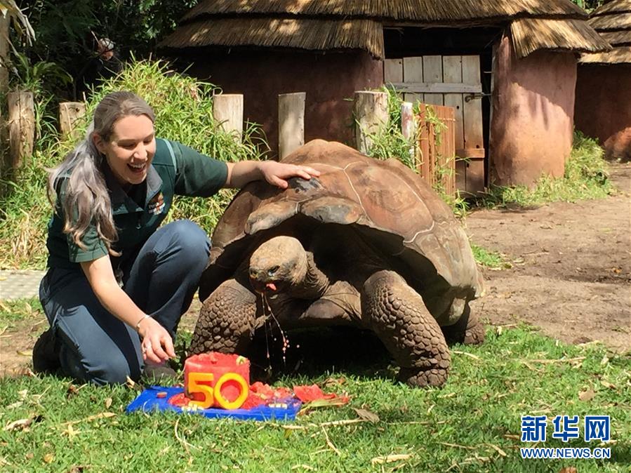 （晚报）澳大利亚珀斯动物园为加拉帕戈斯象龟&ldquo;塞罗&rdquo;庆生