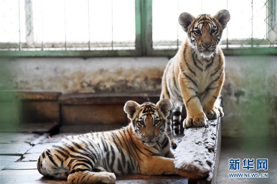 （生态）（1）世界最大东北虎人工饲繁基地今年新添&ldquo;虎娃&rdquo;超百只
