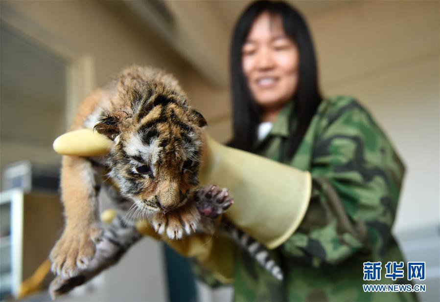 （生态）（5）世界最大东北虎人工饲繁基地今年新添&ldquo;虎娃&rdquo;超百只