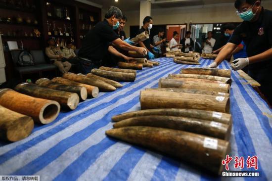资料图：当地时间2016年4月5日，泰国曼谷素万那普国际机场海关截获315公斤(约合694磅)象牙，价值达2800万泰铢(约合79.2万美元)。据悉，这些象牙来自莫桑比克。