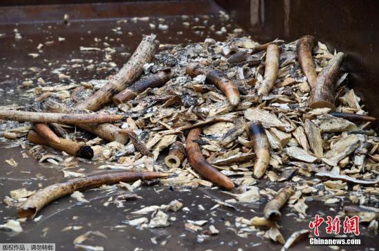 资料图：当地时间2016年6月13日，新加坡当日销毁了7.9吨象牙，这些非法象牙在2014年和2015年缴获，价值约960万美元。