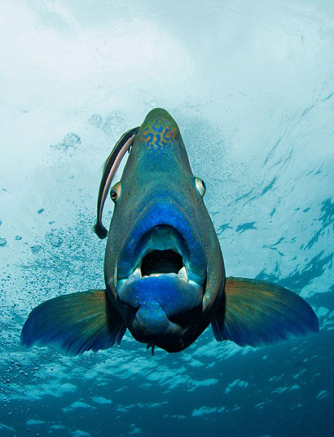 不可思议! 苏眉鱼在大堡礁海底上演&ldquo;大吞活人&rdquo;(组图）【2】