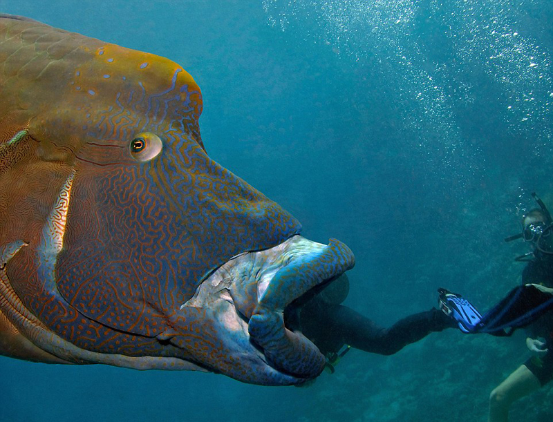 不可思议! 苏眉鱼在大堡礁海底上演&ldquo;大吞活人&rdquo;(组图）【3】