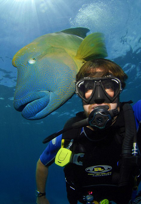 不可思议! 苏眉鱼在大堡礁海底上演&ldquo;大吞活人&rdquo;(组图）