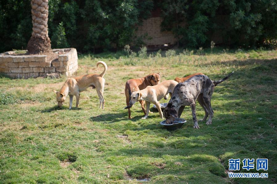 （国际）（3）世界动物日：埃及流浪狗的&ldquo;希望&rdquo;家园 