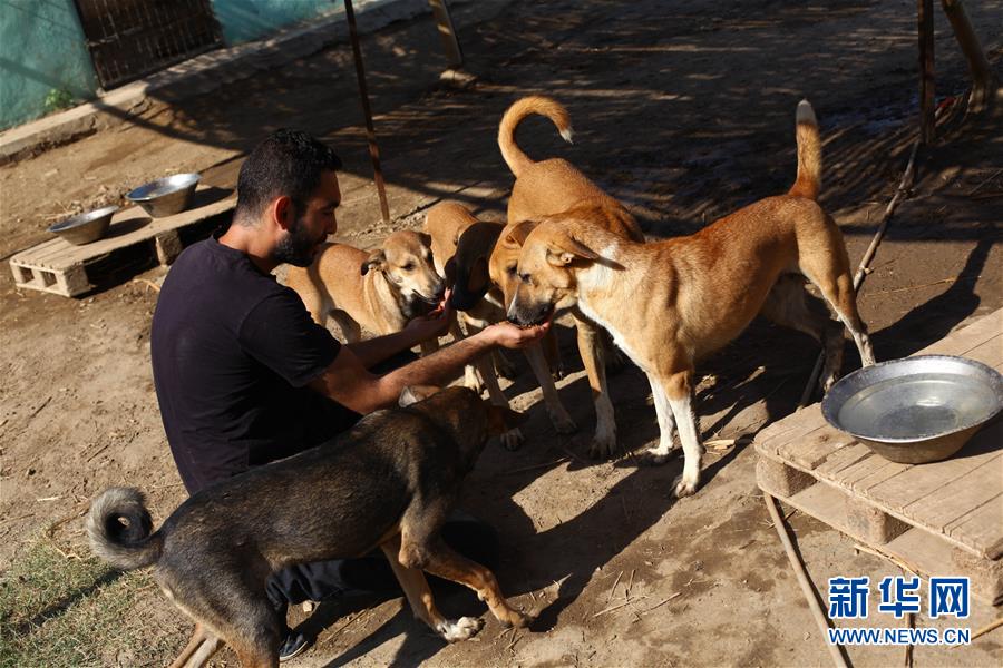 （国际）（4）世界动物日：埃及流浪狗的&ldquo;希望&rdquo;家园 